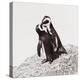 Awesome South Africa Collection Square - Penguin Lovers IV-Philippe Hugonnard-Premier Image Canvas