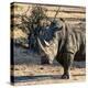 Awesome South Africa Collection Square - Portrait of a Rhinoceros at Sunset-Philippe Hugonnard-Premier Image Canvas