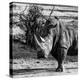 Awesome South Africa Collection Square - Portrait of a Rhinoceros-Philippe Hugonnard-Premier Image Canvas