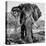 Awesome South Africa Collection Square - Portrait of African Elephant B&W-Philippe Hugonnard-Premier Image Canvas