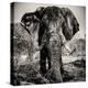 Awesome South Africa Collection Square - Portrait of African Elephant Sepia-Philippe Hugonnard-Premier Image Canvas