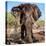 Awesome South Africa Collection Square - Portrait of African Elephant-Philippe Hugonnard-Premier Image Canvas