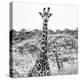 Awesome South Africa Collection Square - Portrait of Two Giraffes B&W-Philippe Hugonnard-Premier Image Canvas