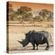 Awesome South Africa Collection Square - Rhinoceros in Savanna at Sunset-Philippe Hugonnard-Premier Image Canvas