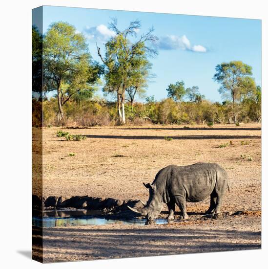 Awesome South Africa Collection Square - Rhinoceros in Savanna Landscape at Sunset-Philippe Hugonnard-Premier Image Canvas