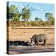Awesome South Africa Collection Square - Rhinoceros in Savanna Landscape at Sunset-Philippe Hugonnard-Premier Image Canvas
