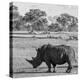 Awesome South Africa Collection Square - Rhinoceros in Savanna-Philippe Hugonnard-Premier Image Canvas