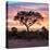 Awesome South Africa Collection Square - Silhouette of Acacia Tree at Sunrise-Philippe Hugonnard-Premier Image Canvas