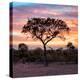 Awesome South Africa Collection Square - Silhouette of Acacia Tree at Sunrise-Philippe Hugonnard-Premier Image Canvas