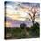 Awesome South Africa Collection Square - Sunrise in Savannah-Philippe Hugonnard-Premier Image Canvas