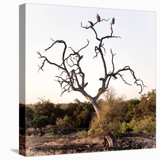 Awesome South Africa Collection Square - Three Whitebacked Vulture on the Tree I-Philippe Hugonnard-Premier Image Canvas