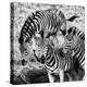 Awesome South Africa Collection Square - Three Zebras B&W-Philippe Hugonnard-Premier Image Canvas