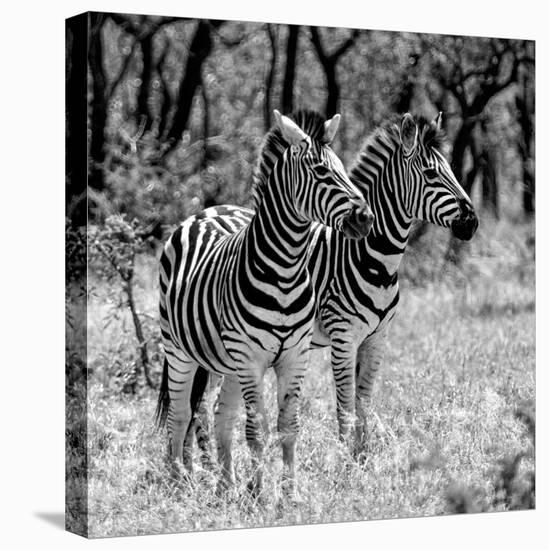 Awesome South Africa Collection Square - Two Burchell's Zebras B&W-Philippe Hugonnard-Premier Image Canvas