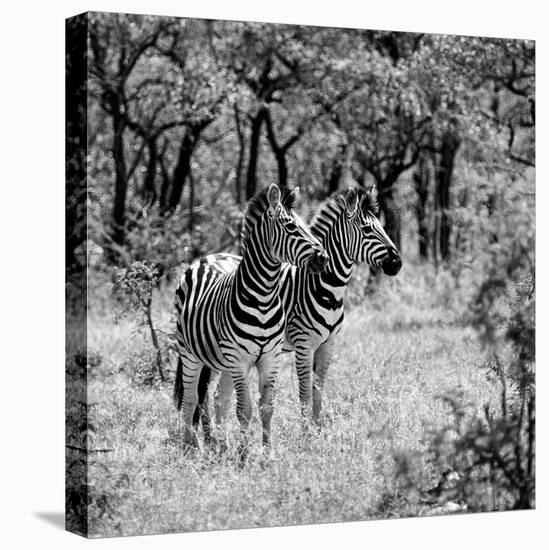 Awesome South Africa Collection Square - Two Common Zebras B&W-Philippe Hugonnard-Premier Image Canvas