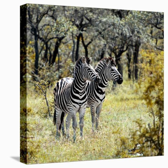 Awesome South Africa Collection Square - Two Common Zebras-Philippe Hugonnard-Premier Image Canvas