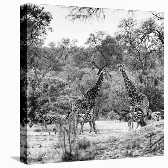 Awesome South Africa Collection Square - Two Giraffes and Herd of Zebras B&W-Philippe Hugonnard-Premier Image Canvas