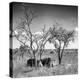 Awesome South Africa Collection Square - Two Rhino sleeping in the Savanna B&W-Philippe Hugonnard-Premier Image Canvas