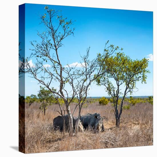 Awesome South Africa Collection Square - Two Rhino sleeping in the Savanna-Philippe Hugonnard-Premier Image Canvas