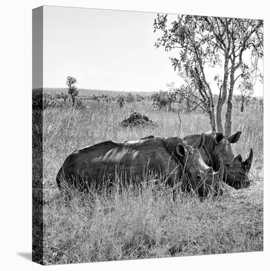 Awesome South Africa Collection Square - Two Rhinoceros sleeping B&W-Philippe Hugonnard-Premier Image Canvas