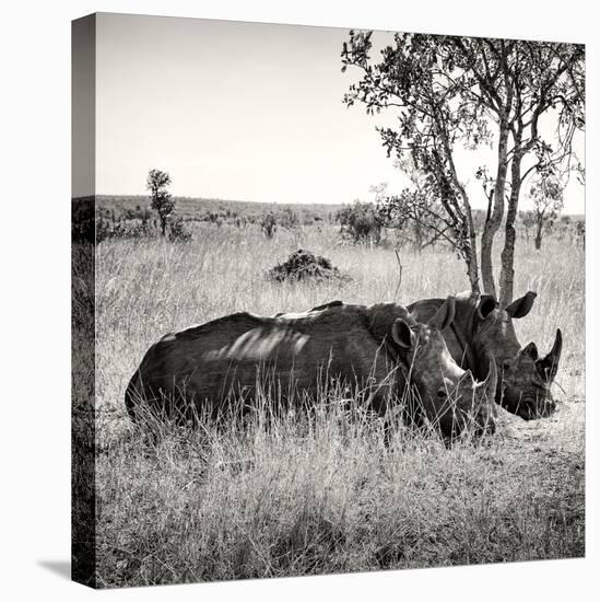 Awesome South Africa Collection Square - Two Rhinoceros sleeping-Philippe Hugonnard-Premier Image Canvas