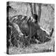 Awesome South Africa Collection Square - Two White Rhinos B&W-Philippe Hugonnard-Premier Image Canvas