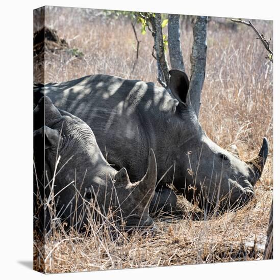 Awesome South Africa Collection Square - Two White Rhinos-Philippe Hugonnard-Premier Image Canvas