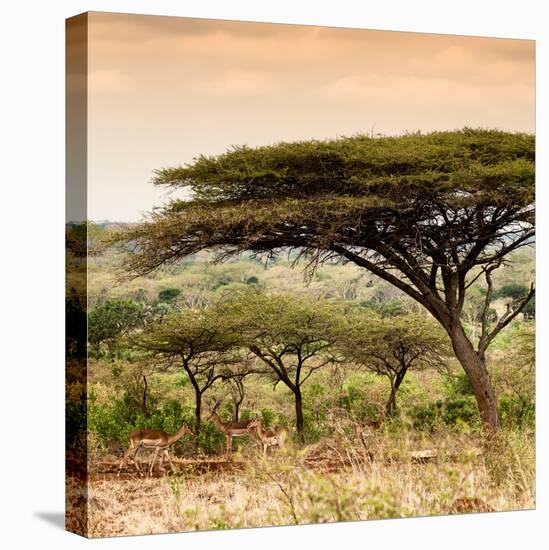 Awesome South Africa Collection Square - Umbrella Acacia Tree at Sunset-Philippe Hugonnard-Premier Image Canvas