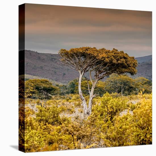 Awesome South Africa Collection Square - Umbrella Acacia Tree III-Philippe Hugonnard-Premier Image Canvas