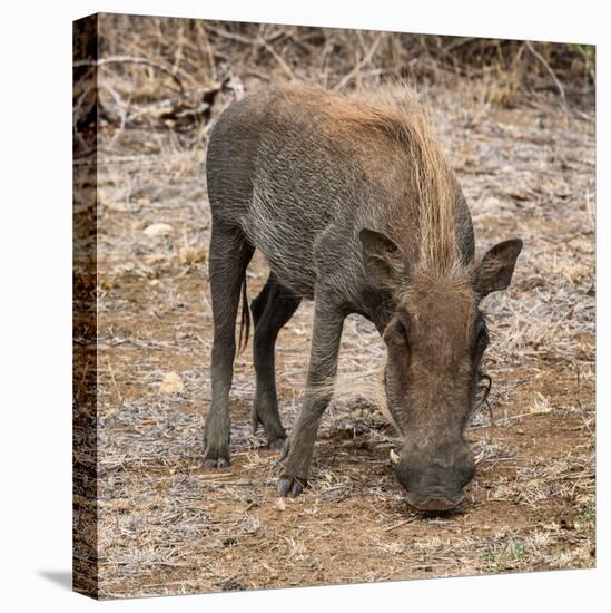 Awesome South Africa Collection Square - Warthog-Philippe Hugonnard-Premier Image Canvas