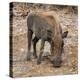Awesome South Africa Collection Square - Warthog-Philippe Hugonnard-Premier Image Canvas