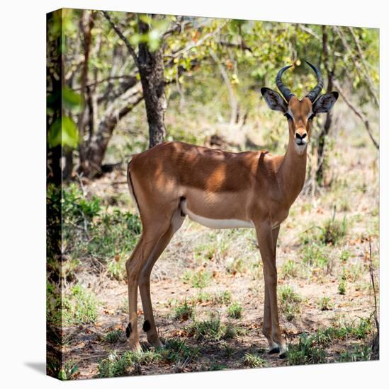 Awesome South Africa Collection Square - Young Impala Portrait-Philippe Hugonnard-Premier Image Canvas
