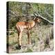 Awesome South Africa Collection Square - Young Impala-Philippe Hugonnard-Premier Image Canvas