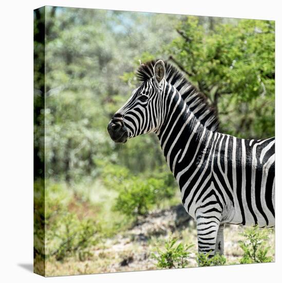Awesome South Africa Collection Square - Zebra Portrait-Philippe Hugonnard-Premier Image Canvas