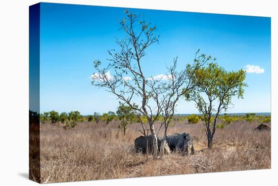 Awesome South Africa Collection - Two white Rhino slepping-Philippe Hugonnard-Premier Image Canvas