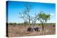 Awesome South Africa Collection - Two white Rhino slepping-Philippe Hugonnard-Premier Image Canvas