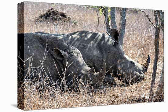 Awesome South Africa Collection - Two white Rhino slepping-Philippe Hugonnard-Premier Image Canvas