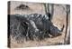 Awesome South Africa Collection - Two white Rhino slepping-Philippe Hugonnard-Premier Image Canvas