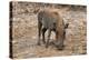 Awesome South Africa Collection - Warthog-Philippe Hugonnard-Premier Image Canvas