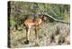 Awesome South Africa Collection - Young Impala-Philippe Hugonnard-Premier Image Canvas
