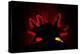 Axolotl backlit showing details of gills, Mexico-Alejandro Prieto-Premier Image Canvas