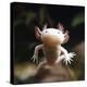 Axolotl (Siredon - Ambystoma Mexicanum) Albino, Captive-Jane Burton-Premier Image Canvas