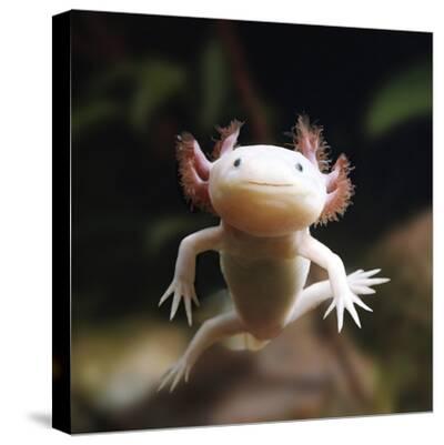 Axolotl Siredon Ambystoma Mexicanum Albino Captive Photographic Print Jane Burton Art Com