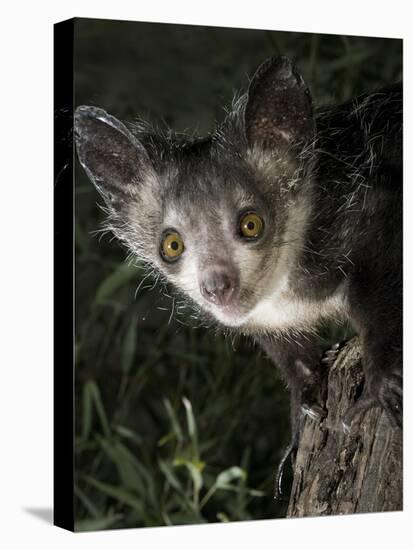 Aye-Aye (Daubentonia Madagascariensis) Extracting Beetle Grubs from Wood-Nick Garbutt-Premier Image Canvas