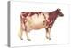 Ayrshire Cow, Dairy Cattle, Mammals-Encyclopaedia Britannica-Stretched Canvas