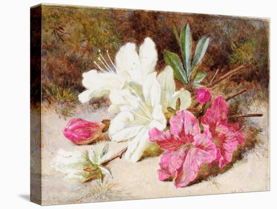 Azalea Bloom, C.1865-74-Helen Cordelia Coleman Angell-Premier Image Canvas