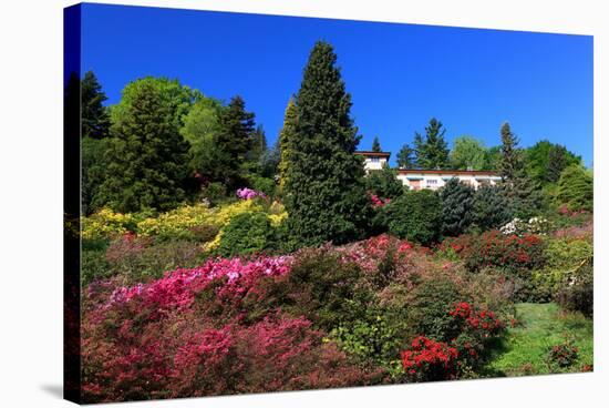 Azalea Bloom in the Botanical Garden San Grato, Carona, Switzerland-null-Stretched Canvas