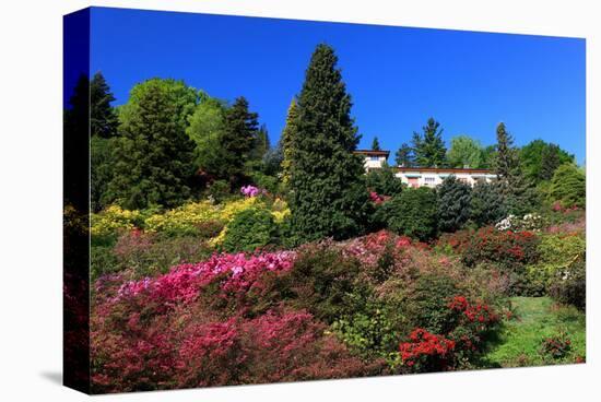 Azalea Bloom in the Botanical Garden San Grato, Carona, Switzerland-null-Stretched Canvas
