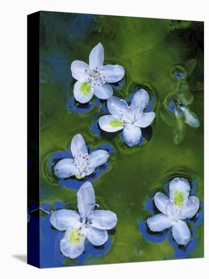 Azalea Blossoms Floating in Stream with Reflections, Maryland, USA-Nancy Rotenberg-Premier Image Canvas