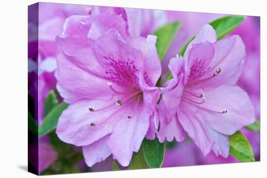 Azalea Flower-Rob Tilley-Premier Image Canvas