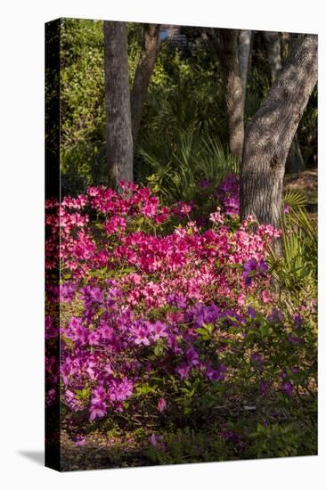 Azalea Flowers, Edgewater Landings, Florida, USA-Lisa S. Engelbrecht-Premier Image Canvas